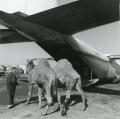 The L-100 has hauled a veritable managerie of animals over its career. These camels were part of a circus that was airlifted from Florida to Puerto Rico in the 1960s.